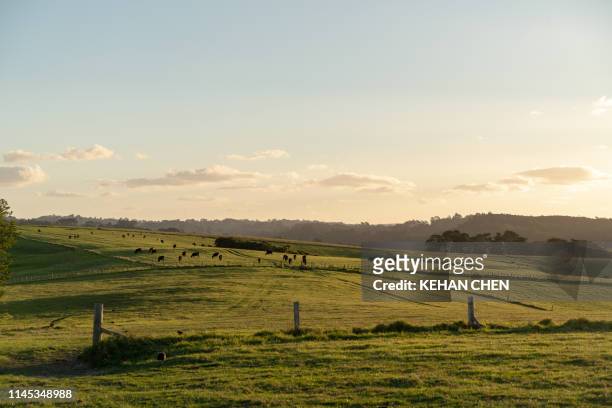 wide open field sunset in new zealand  auckland - rural new zealand stock pictures, royalty-free photos & images