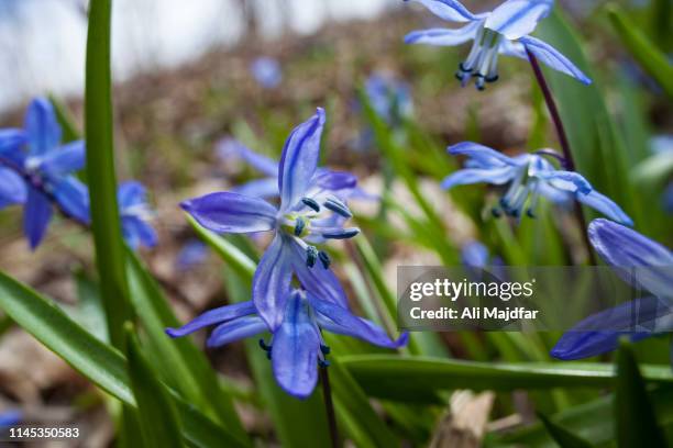 springtime - bluebell illustration stock pictures, royalty-free photos & images
