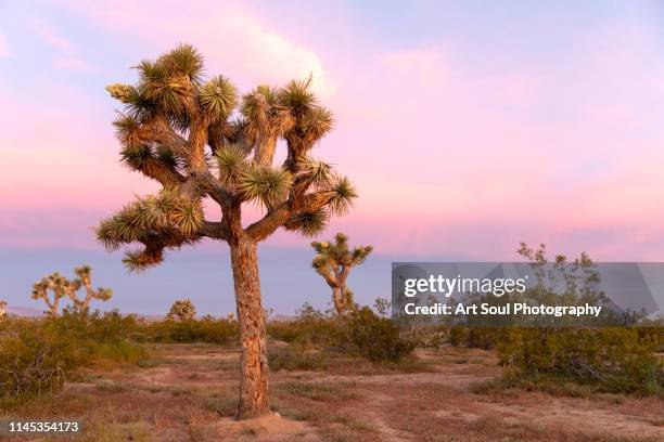 joshua tree at sunrise joshua tree national park - arbre de josué photos et images de collection