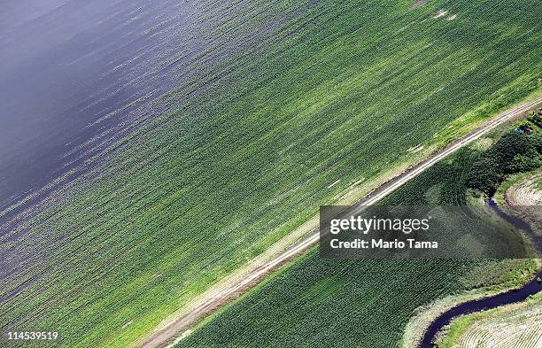 The Yazoo River floodwaters inundate crops near Yazoo City May 23, 2011 in Yazoo County, Mississippi. The Yazoo River floodwaters are forecast to...