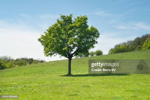 single tree in the middle of green lawn, kahlenberg hills, austria - zone-arborée photos et images de collection