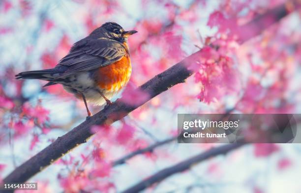 robin en un árbol de primavera en central park, manhattan, ciudad de nueva york, ee. uu. - robin fotografías e imágenes de stock