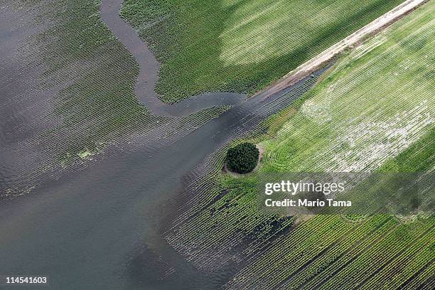 The Yazoo River floodwaters inundate crops near Yazoo City May 23, 2011 in Yazoo County, Mississippi. The Yazoo River floodwaters are forecast to...