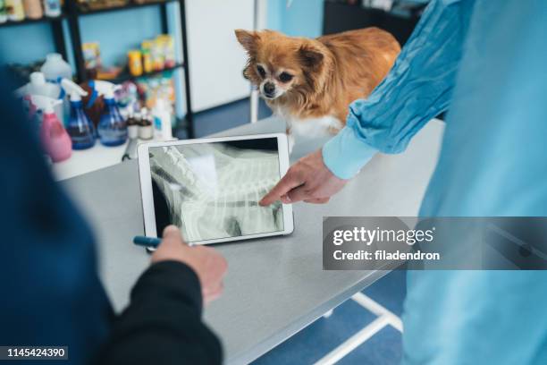 tierärzte, die röntgen untersuchen - röntgenaufnahme stock-fotos und bilder