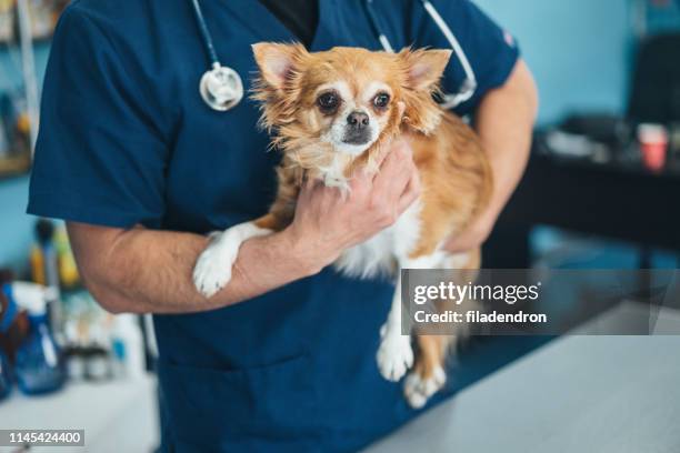 veterinarian holds chihuahua dog - chihuahua dog stock pictures, royalty-free photos & images