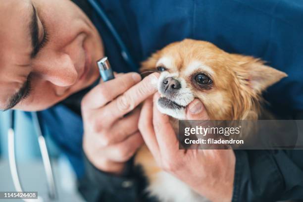 vet examining chihuahua dogs teeth - canine stock pictures, royalty-free photos & images