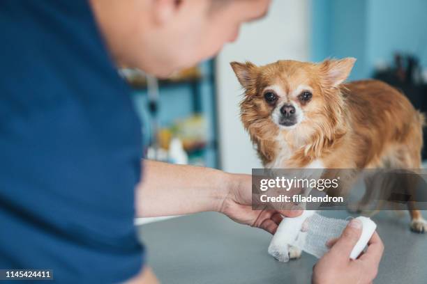 chihuahua's injured leg - injured dog stock pictures, royalty-free photos & images