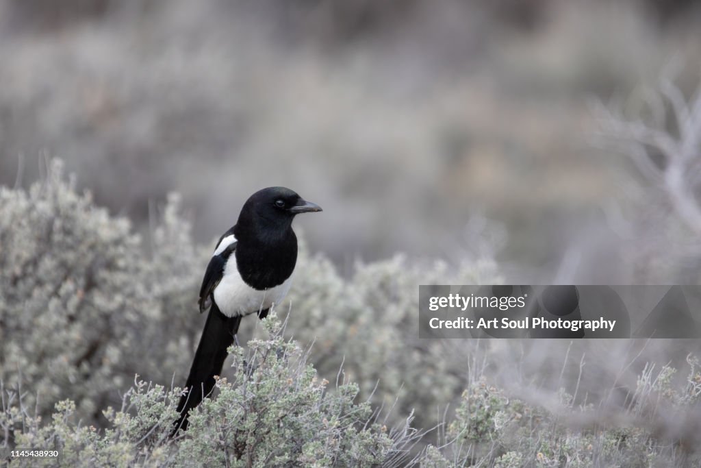 Black-billed Magpie