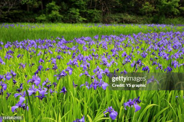 japan's wetlands with lots of irises - iris flower stock-fotos und bilder