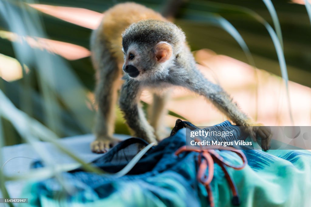 A monkey stealing clothes