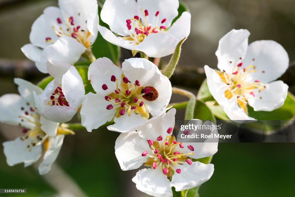 Blossom of pear tree