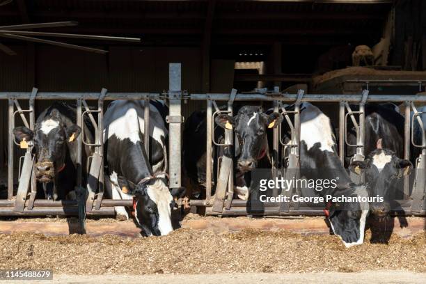 cows in a stall barn - stal stockfoto's en -beelden
