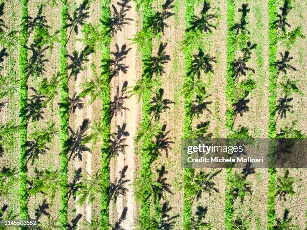 poplar trees plantation - tree farm imagens e fotografias de stock