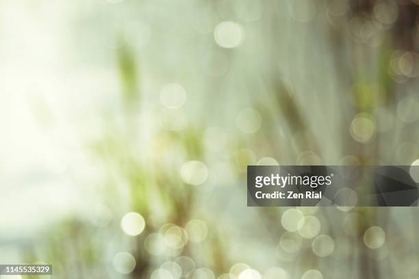 morning dew drops creating dancing light orbs on soft focused grasses - flouté photos et images de collection