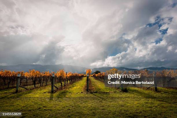 vineyards - otago landscape stock pictures, royalty-free photos & images