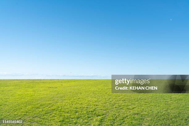 grass background and skyline - grass background stock pictures, royalty-free photos & images