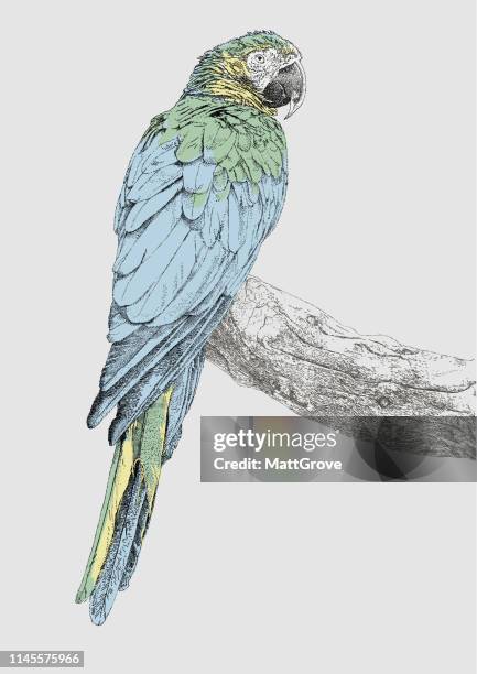 ara-papagei - parrot stock-grafiken, -clipart, -cartoons und -symbole