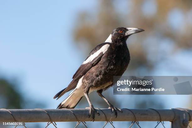 australian magpie - or common magpie stock pictures, royalty-free photos & images