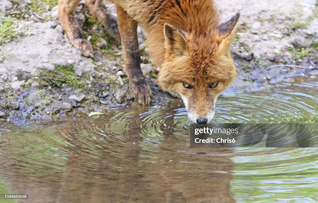 Spring Daddy Fox