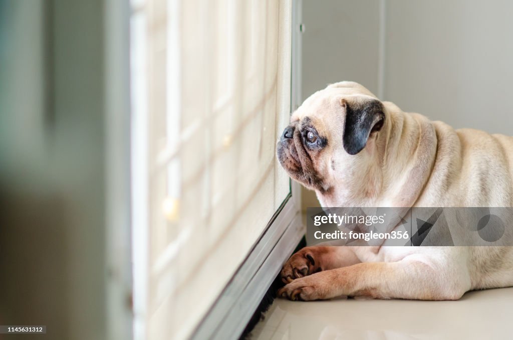 Cão do Pug que espera o proprietário na porta
