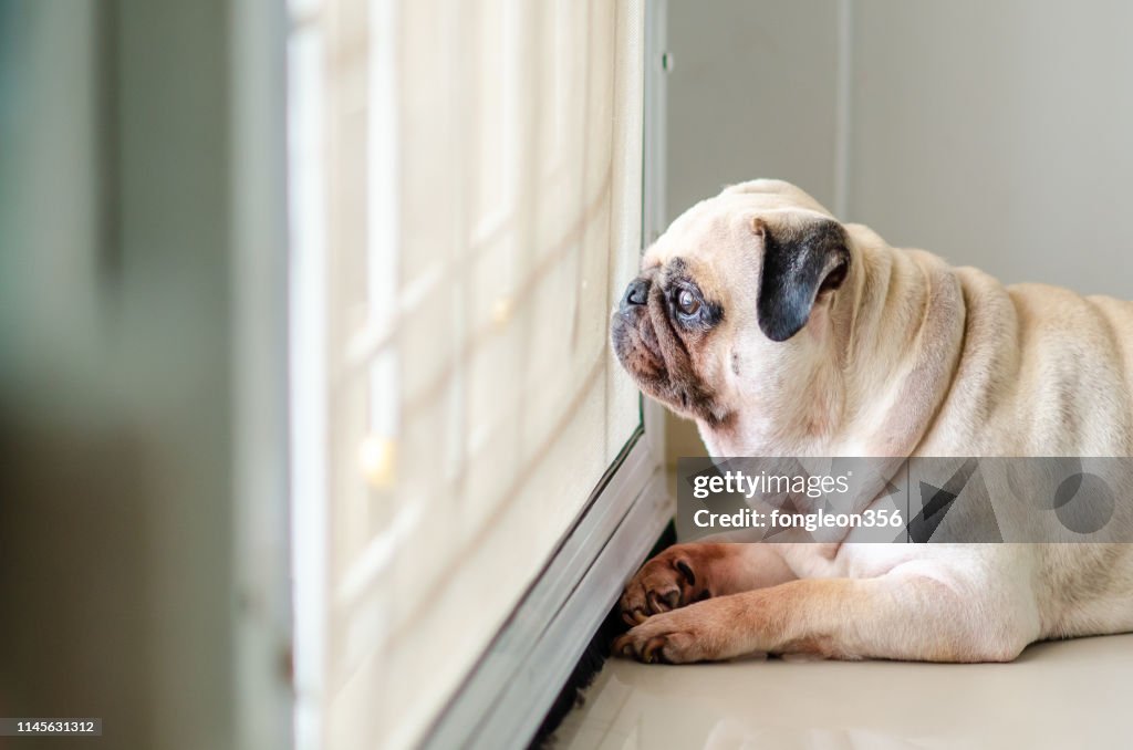 Mops hund väntar på ägaren på dörren