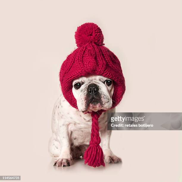 french bulldog - gorro de invierno fotografías e imágenes de stock
