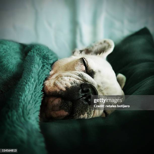 bulldog durmiendo - durmiendo stock pictures, royalty-free photos & images