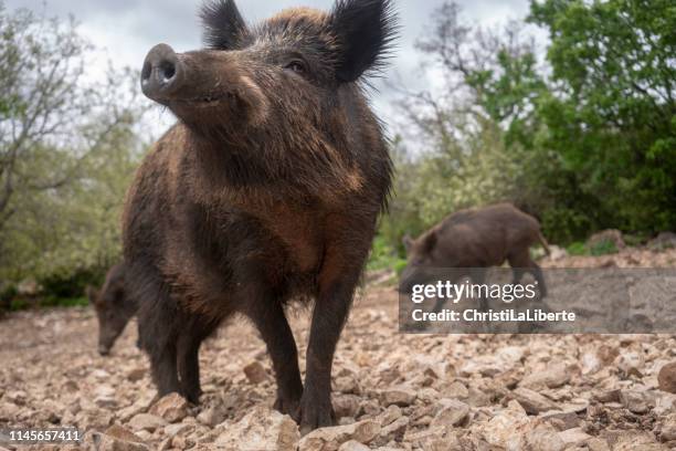 wildschweine in der provence - wildschwein stock-fotos und bilder