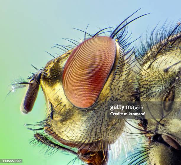 Fly Insect Head 246 Insect Mouth Parts Stock Photos, High-Res Pictures, and Images ...