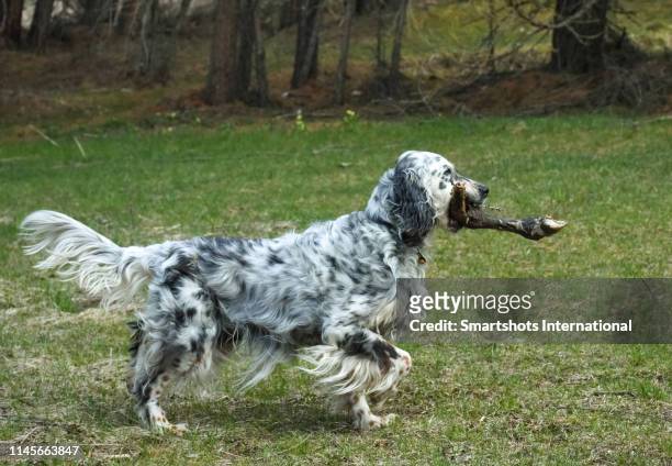 purebred english setter perfectly pointing (aiming position) and with a pray in her mouth - setter stock pictures, royalty-free photos & images