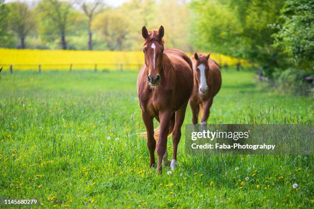 horses in meadow - horse grazing stock-fotos und bilder