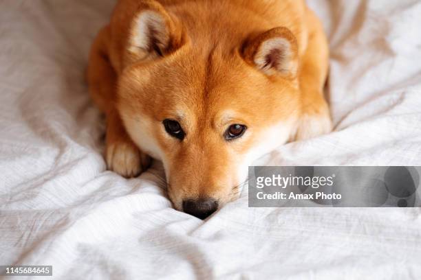 japanese shiba inu dog on the bed at home - cute shiba inu puppies stock pictures, royalty-free photos & images