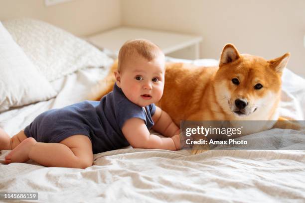 six month baby and shiba inu dog lying on the bed together, looking at each other, child is smiling and happy at home - cute shiba inu puppies stock pictures, royalty-free photos & images