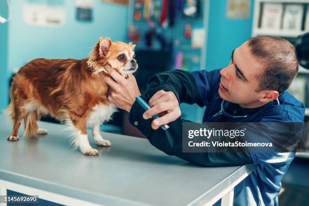 veterinary examining a dog's eye - conjunctivitis stock pictures, royalty-free photos & images