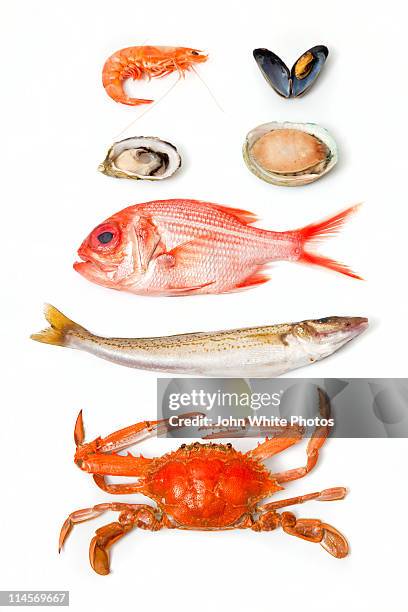 fresh south australian seafood - garnele-meeresfrucht stock-fotos und bilder