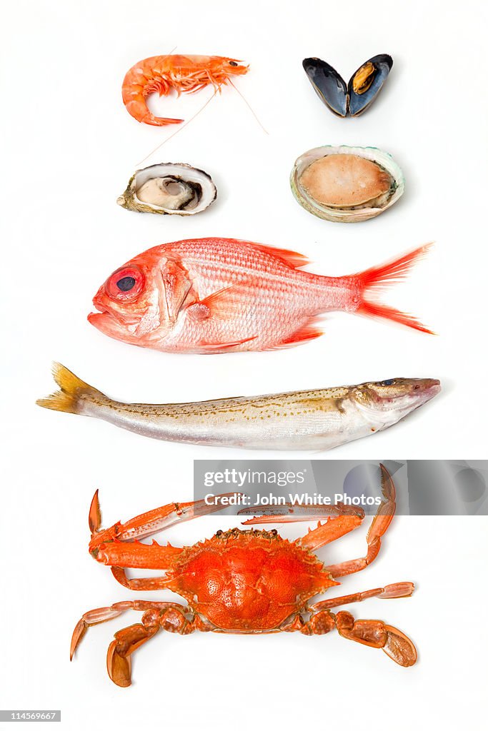 Fresh South Australian seafood