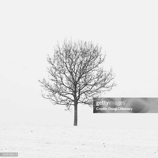 lonely tree in snow - bare tree stock pictures, royalty-free photos & images