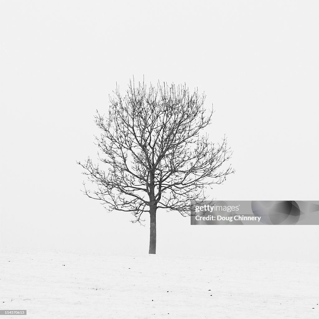 Lonely tree in snow