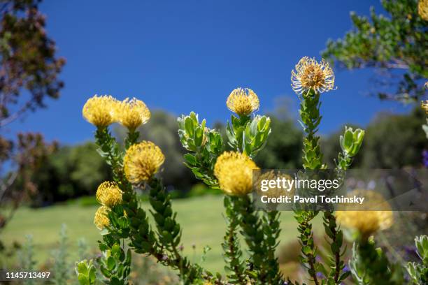 yellow bird flower - national landmark stock pictures, royalty-free photos & images