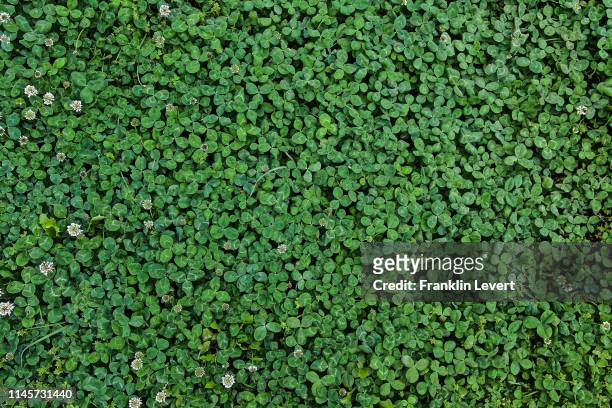 spring clovers - shamrock stock pictures, royalty-free photos & images