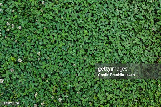 spring clovers - trevo imagens e fotografias de stock