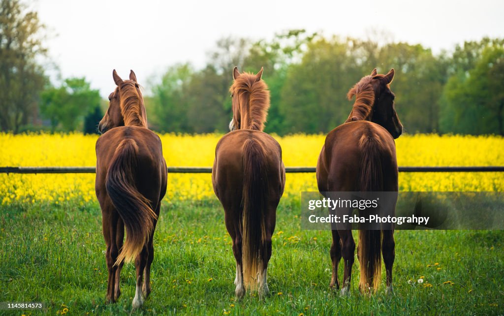 Three Horses Standing In Meadow