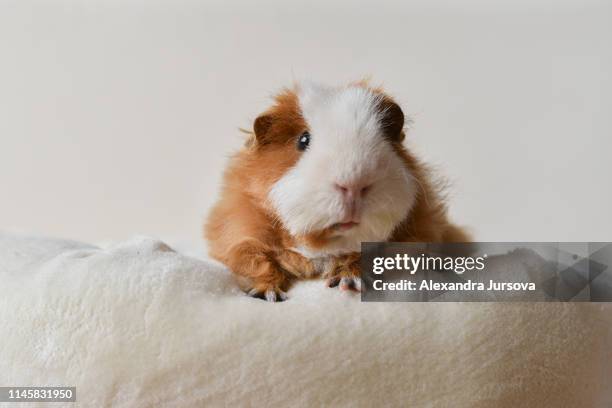 texel guinea pig - guinea pig stockfoto's en -beelden