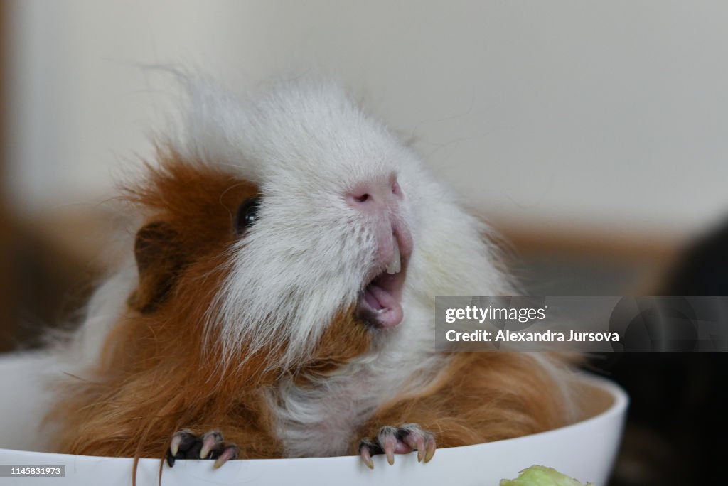 Happy texel guinea pig