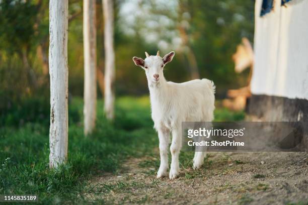 young goat in nature - geitje stockfoto's en -beelden