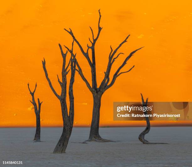 dead camelthorn trees and red dunes in deadvlei, sossusvlei, namib-naukluft national park, namibia - midday stock pictures, royalty-free photos & images