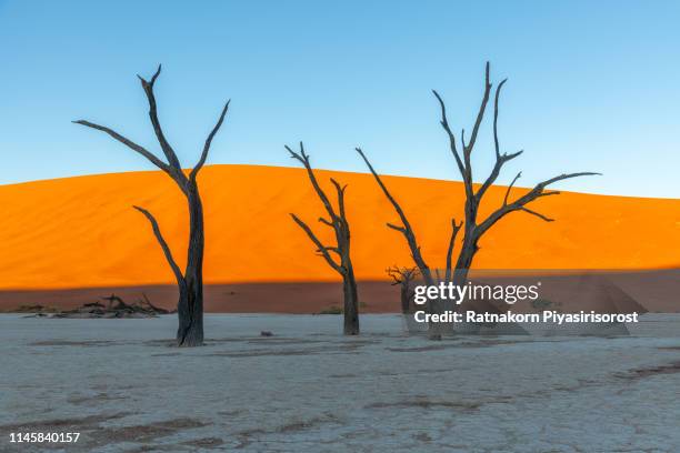 dead camelthorn trees and red dunes in deadvlei, sossusvlei, namib-naukluft national park, namibia - midday stock pictures, royalty-free photos & images