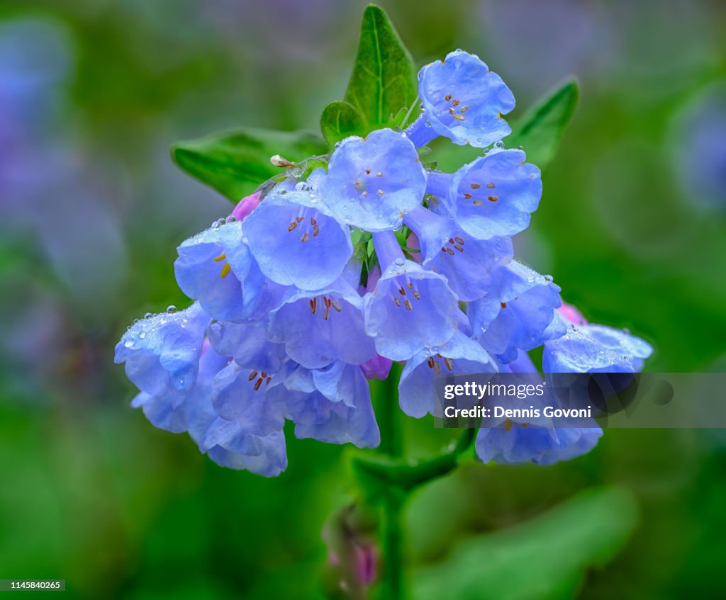 Virginia Bluebells Cluster