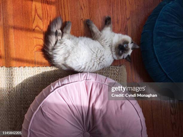 ragdoll kitten and giant pillows - american curl kitten stock pictures, royalty-free photos & images