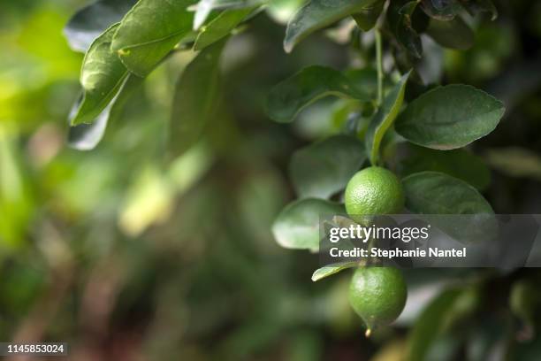 fresh lime in three - lima foto e immagini stock